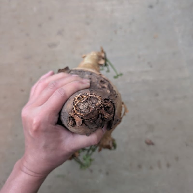 キフォステンマ マクロプス 7 Cyphostemma uter macropus 【発根済】