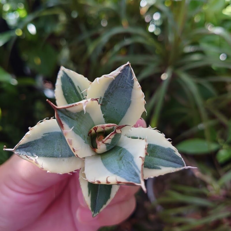 アガベ チタノタ 'Saber tooth tiger' 中斑 スナグルトゥース アガベ