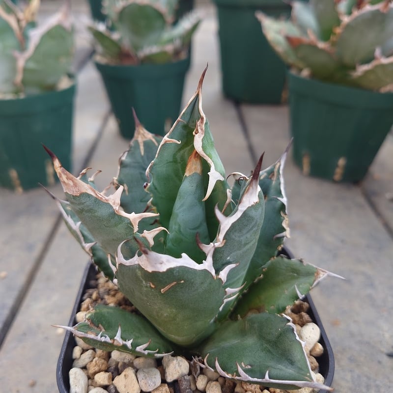 アガベ チタノタ オアハカ Agave titanota Oaxaca 12 | Mellow