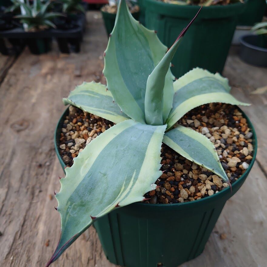 アガベ オバティフォリア オルカ 1 Agave ovatifolia variegated