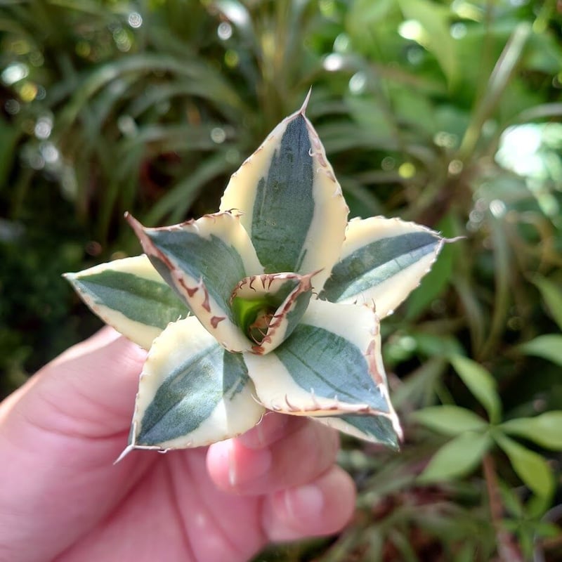 アガベ チタノタ スナグルトゥース ST14 | Mellow Yard