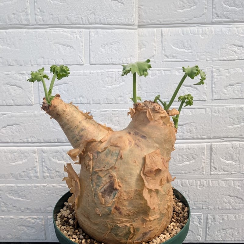 キフォステンマ マクロプス 1 Cyphostemma uter macropus 【発根済】