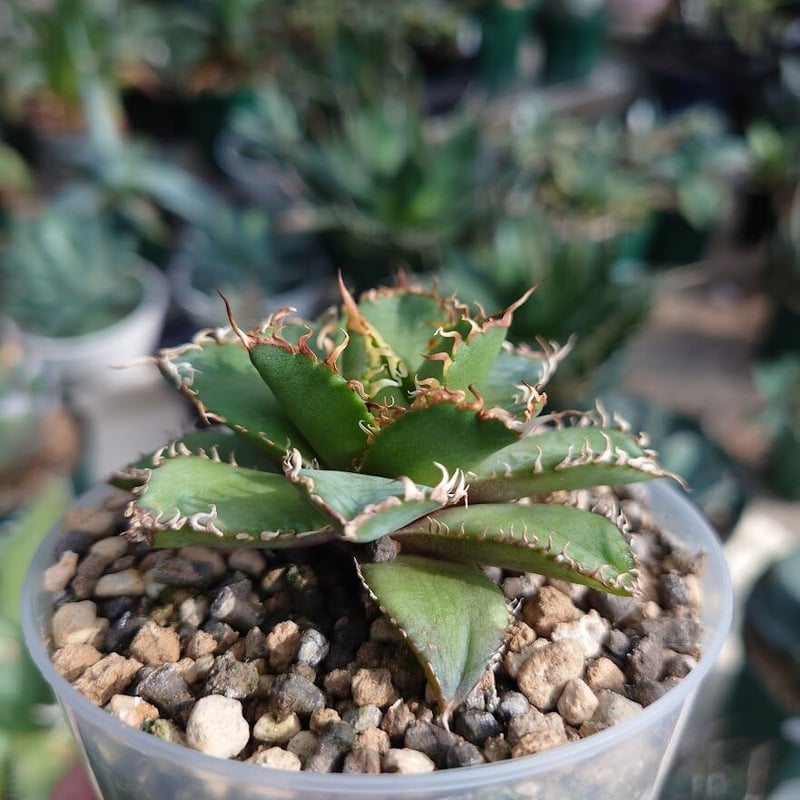 アガベ チタノタ フィリグリー 6 Agave titanota filigree | Mel