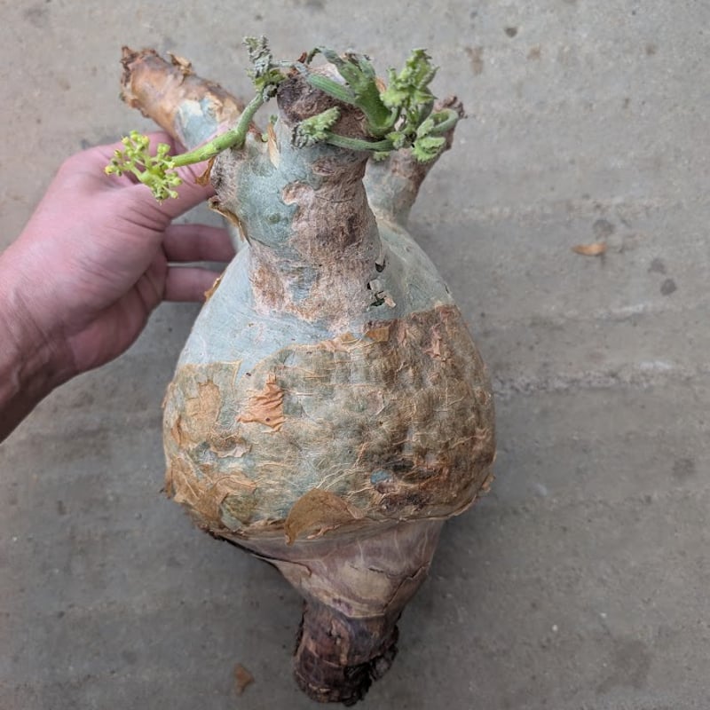 キフォステンマ マクロプス 3 Cyphostemma uter macropus 【発根済】