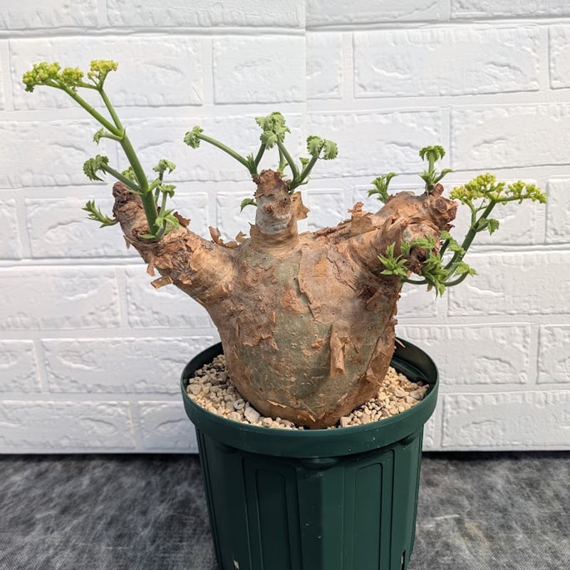 キフォステンマ マクロプス 7 Cyphostemma uter macropus 【発根済】