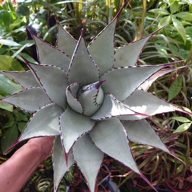 アガベ パリー ネオメキシカーナ agave prryi ssp.neomexicana 2