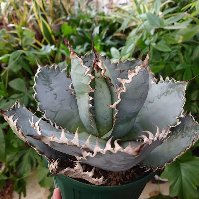 アガベ チタノタ ライオンズメーン メイン Agave titanota Lion's Man