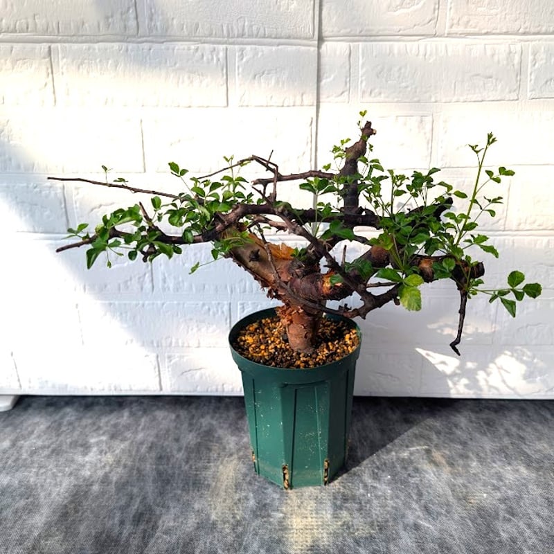 コミフォラ ボラネンシス 2 Commiphora boranensis | Mellow Yard