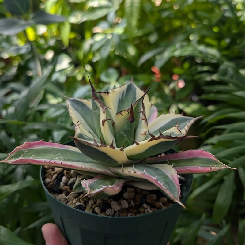 アガベ チタノタ スナグルトゥース ST12 | Mellow Yard