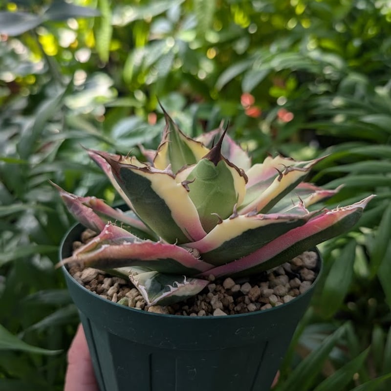 アガベ チタノタ スナグルトゥース ST13 | Mellow Yard