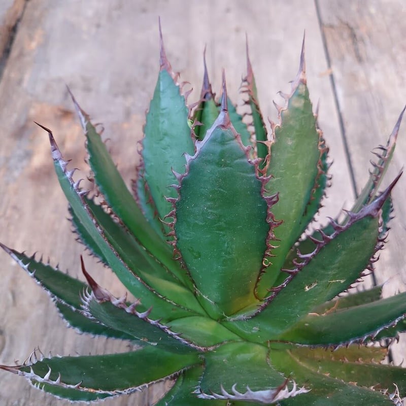 アガベ ホリダ agave horrida 1 【大株・美株】 | Mellow Yard