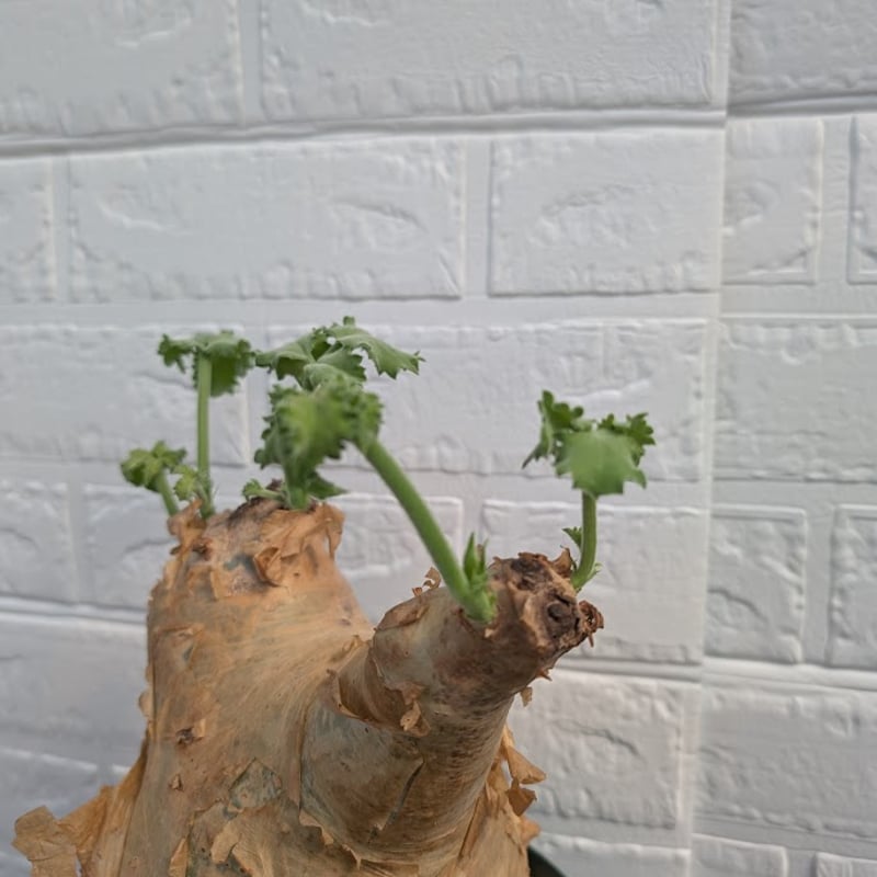 キフォステンマ マクロプス 1 Cyphostemma uter macropus 【発根済】