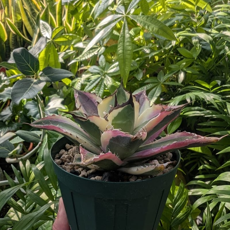 アガベ チタノタ スナグルトゥース ST14 | Mellow Yard