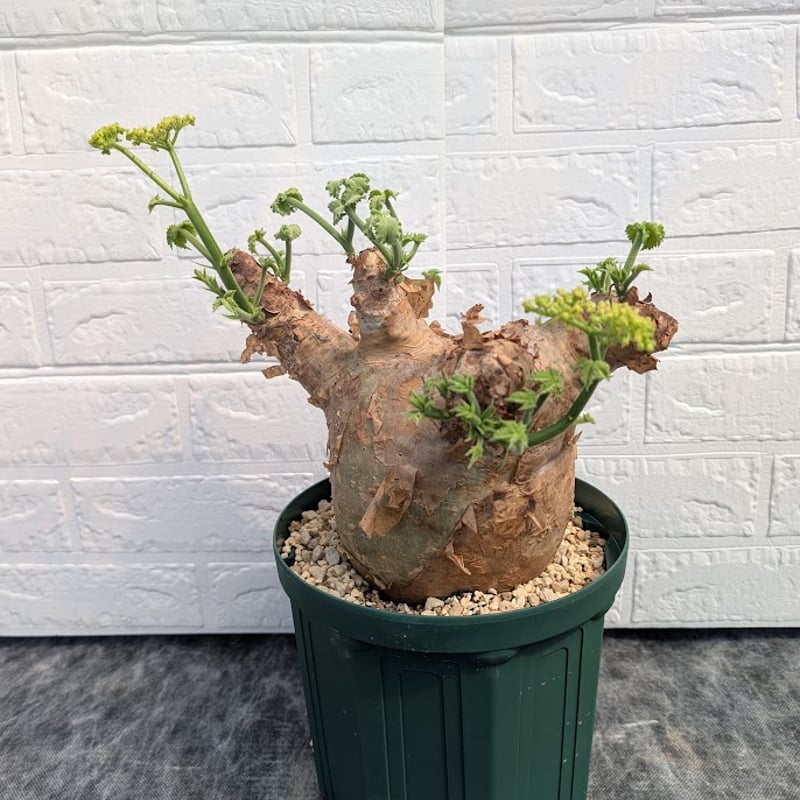 キフォステンマ マクロプス 7 Cyphostemma uter macropus 【発根済】