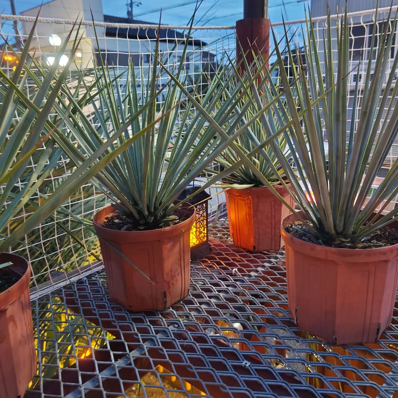 ユッカ リギダ 高品質 おまかせ便 | IKEZAWA GARDEN STORE