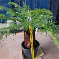 ユッカ リギダ 高品質 おまかせ便 | IKEZAWA GARDEN STORE