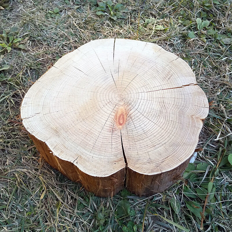 薪割り台 切り株 ひのき 丸太 約31x30cm 厚さ約10cm | wildoutdoor