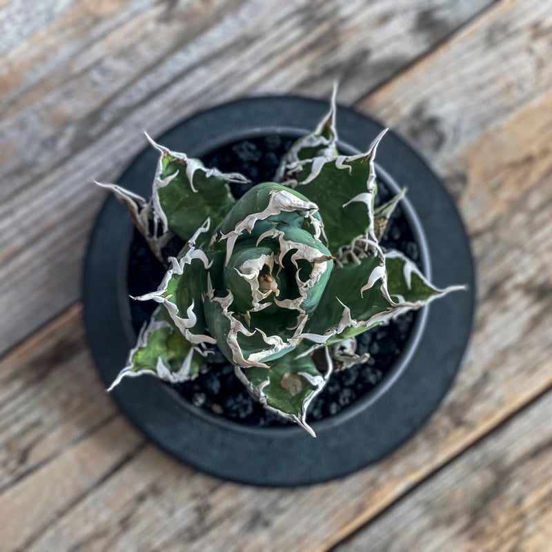 現地株】アガベ オテロイ オアハカ 24040402-4【発根済】 | ISALO