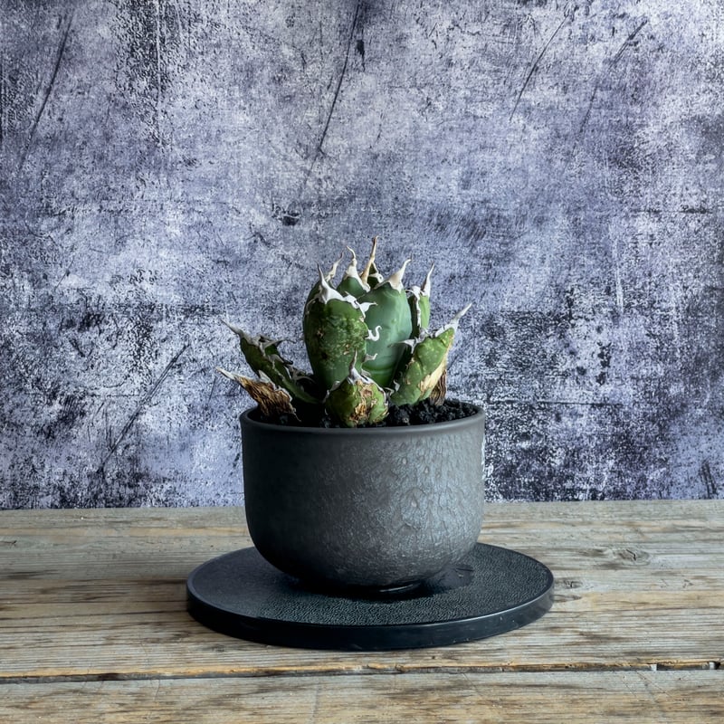 現地株】アガベ オテロイ オアハカ 24040402-4【発根済】 | ISALO