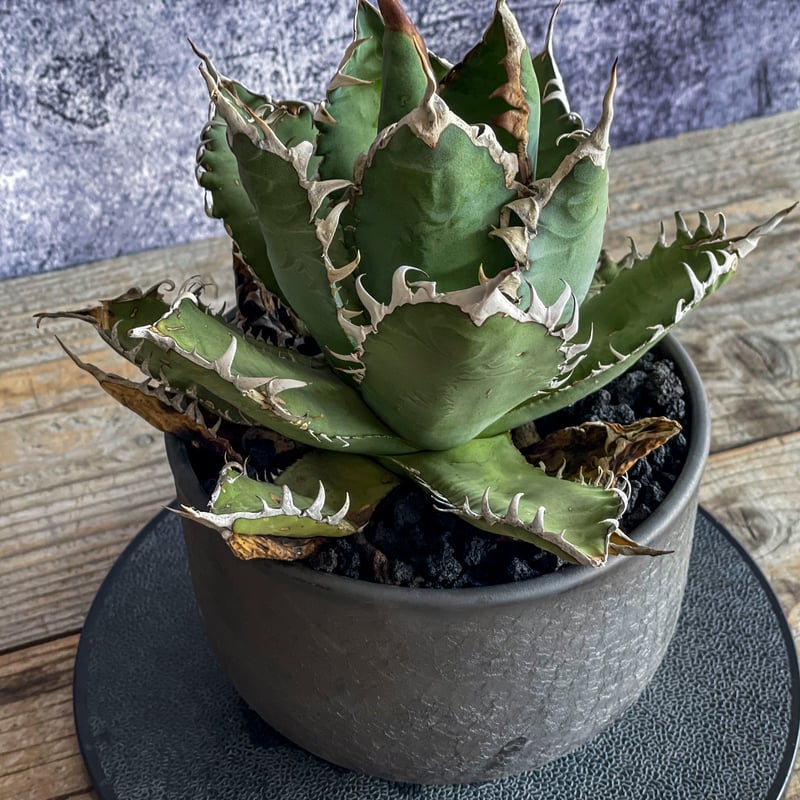 現地株】アガベ オテロイ オアハカ 24040402-3【発根済】 | ISALO