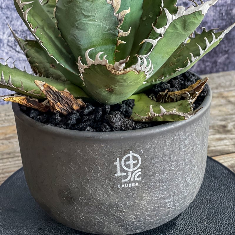 現地株】アガベ オテロイ オアハカ 24040402-3【発根済】 | ISALO