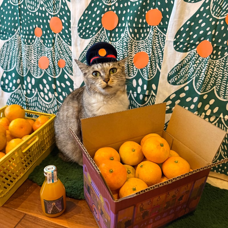 農バミのおみかん2025 2kg相当＋【おまけ】 | ココニャエンタープライズ