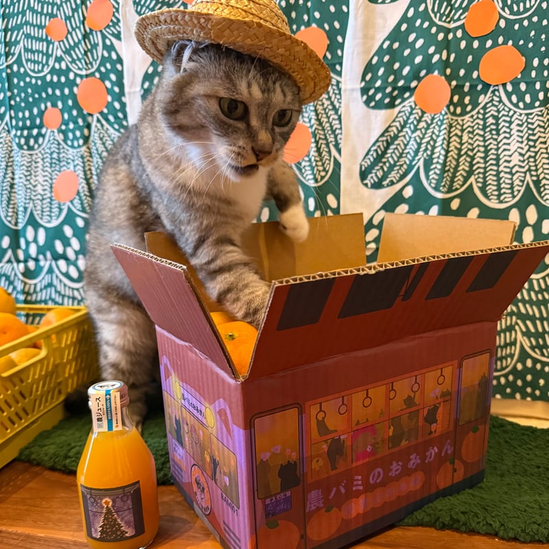 農バミのおみかん2025 2kg相当＋【おまけ】 | ココニャエンタープライズ