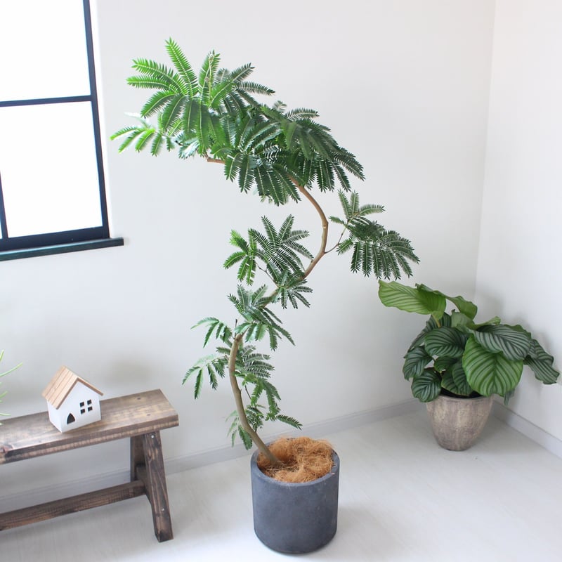 130㎝超‼＜エバーフレッシュ＞現品 曲がり | lealea lapule