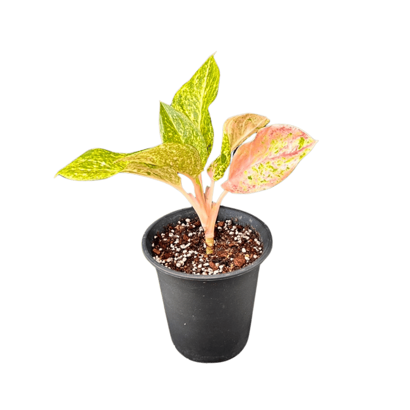 稀少＞Aglaonema Pink Emeritus アグラオネマ ピンクイメリタス | M