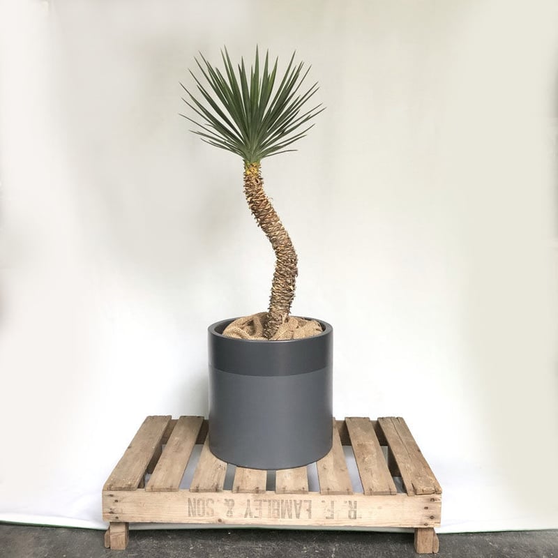 ユッカ アロイフォリア センジュラン POT付 | C STORE C