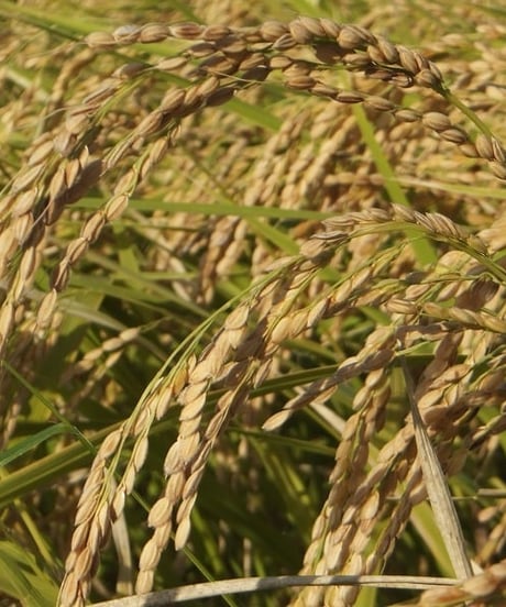 イーマ・サウンド】公式オンラインストア