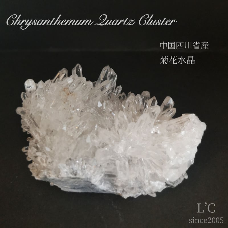中国四川省産 菊花水晶クラスター② | L'C