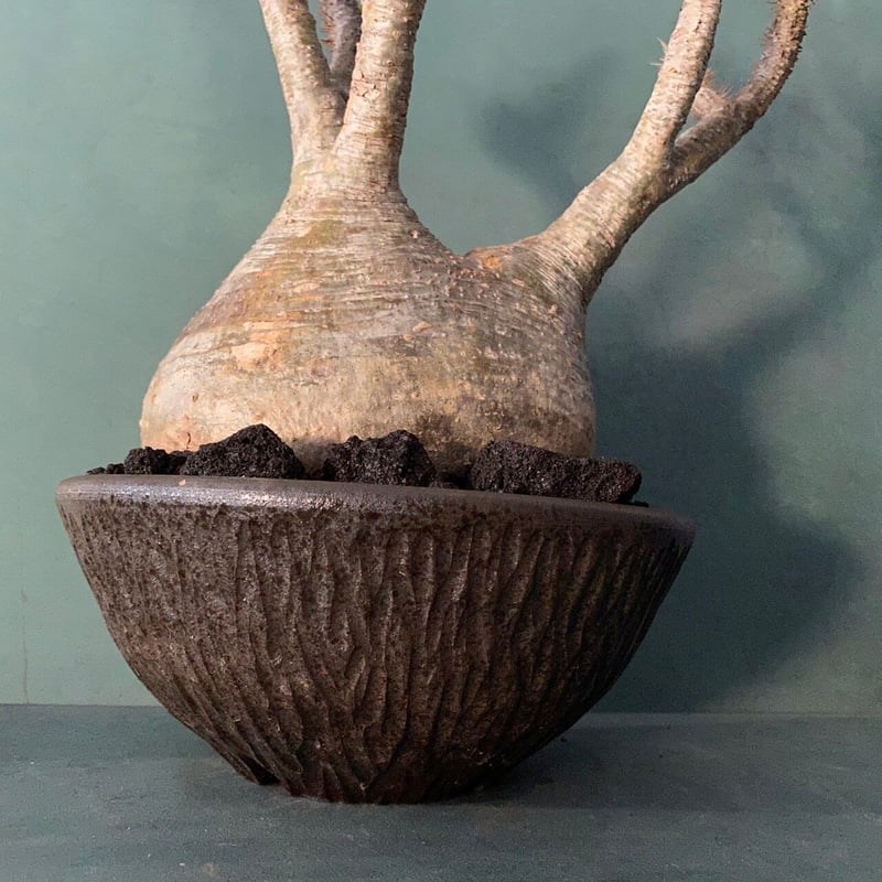 発根済 大サイズ グラキリス 22 ×【 ISOBE - BACHI 】