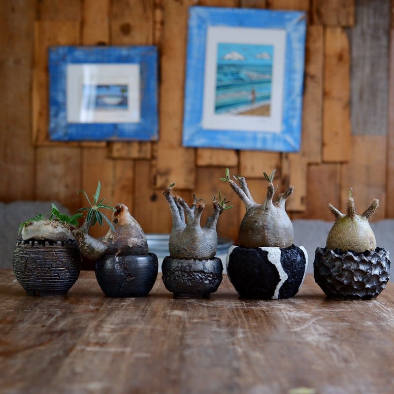 発根済 変態 二頭 グラキリス - 象牙宮 - size S ［No.20］ × 松野然