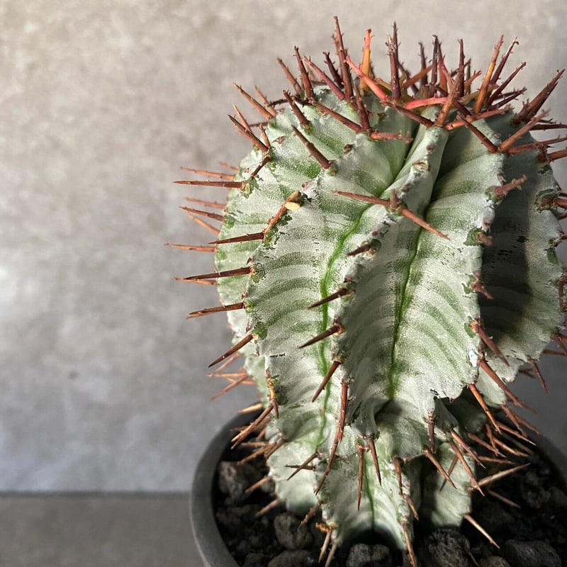 宇田ゼブラ ホリダ ［ No.07 ］× S.N.Pot 