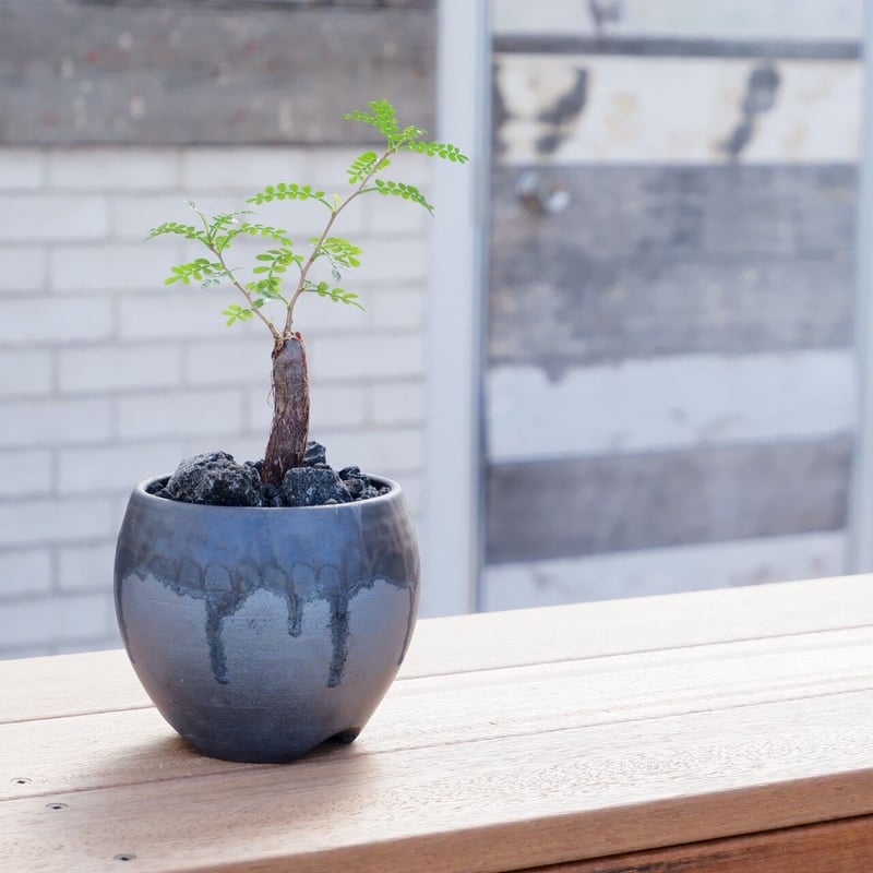 発根済 オペルクリカリア パキプス 根挿し［ SP-01 ］ × 円 - en - 