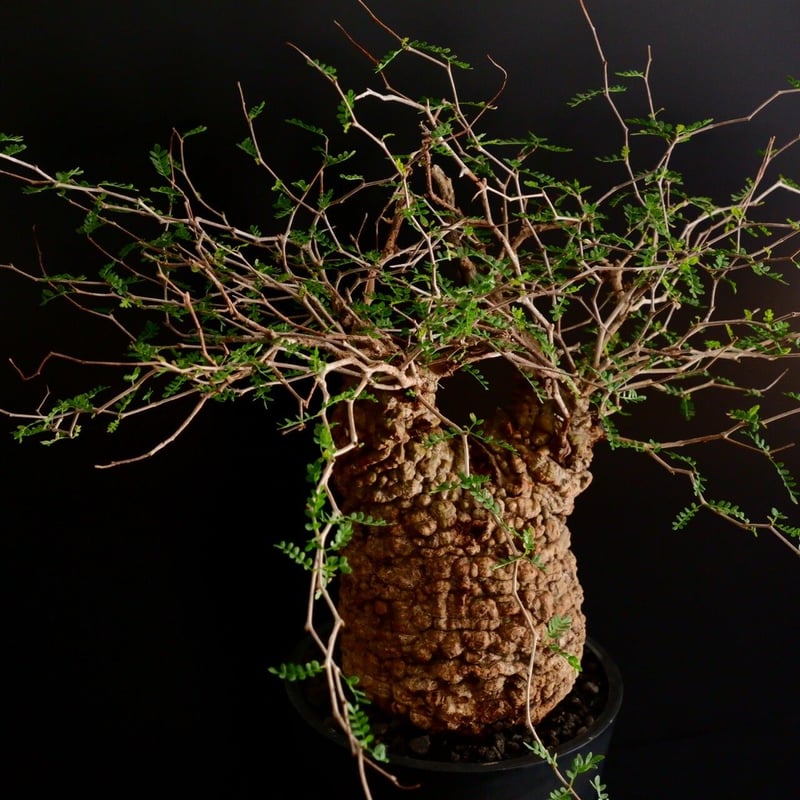 大型 ボコボコ肌 パキプス 05 ［幹幅15cm ］ 7号鉢 | Botanical Holic