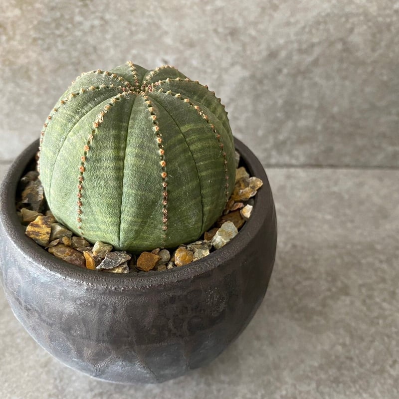 EU輸入 ユーフォルビア オベサ No.06 × 円 - en - 