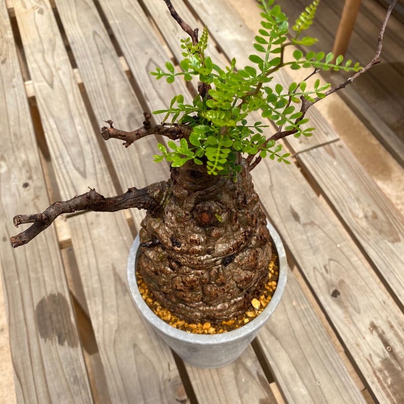 発根済【 オペルクリカリア パキプス Operculicarya pachypus 】BHP-