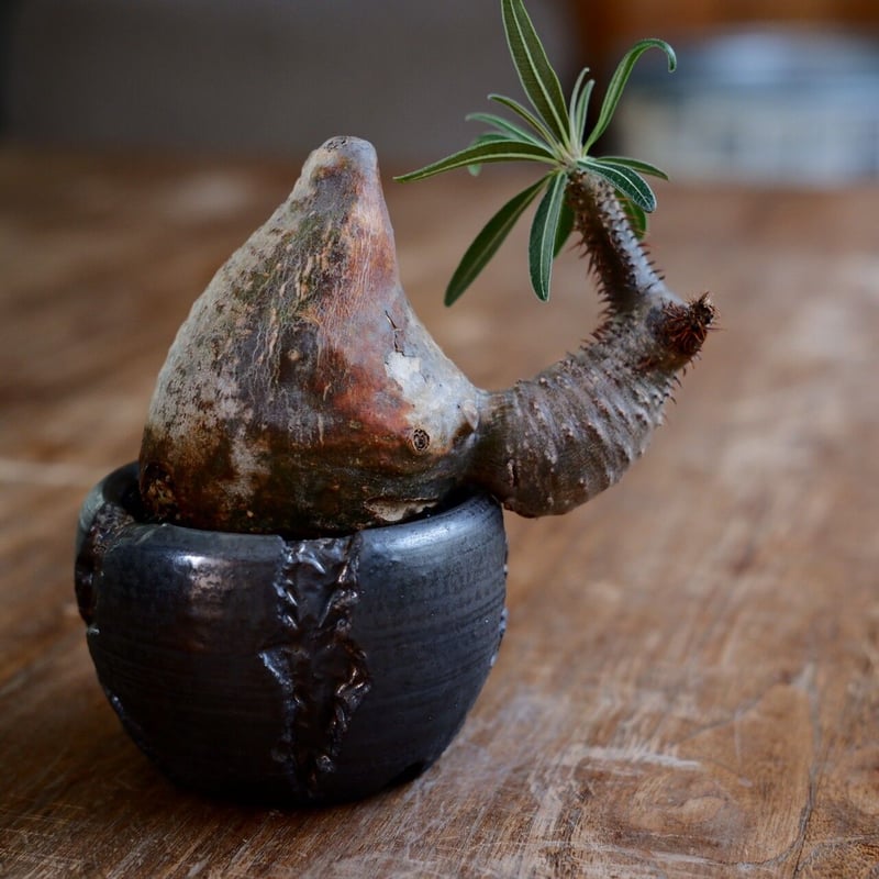 発根済 変態 二頭 グラキリス - 象牙宮 - size S ［No.20］ × 松野然