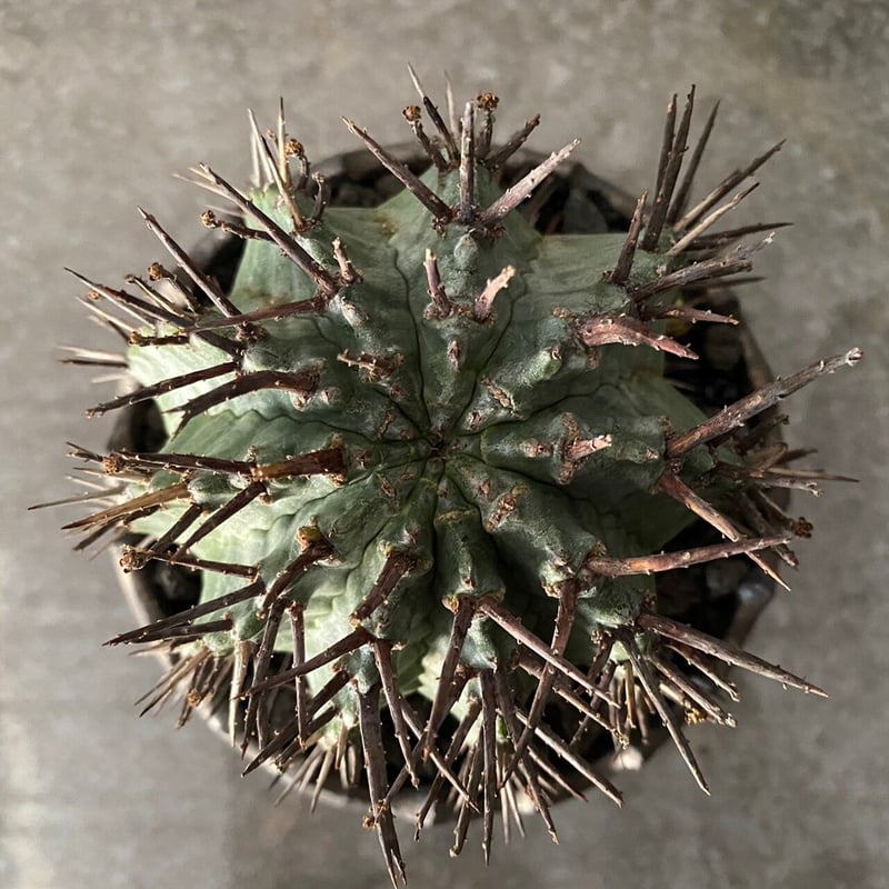 ホリダ マジョール 〈大サイズ〉強棘 仔株付 ［ No.09 ］× S.N.Pot