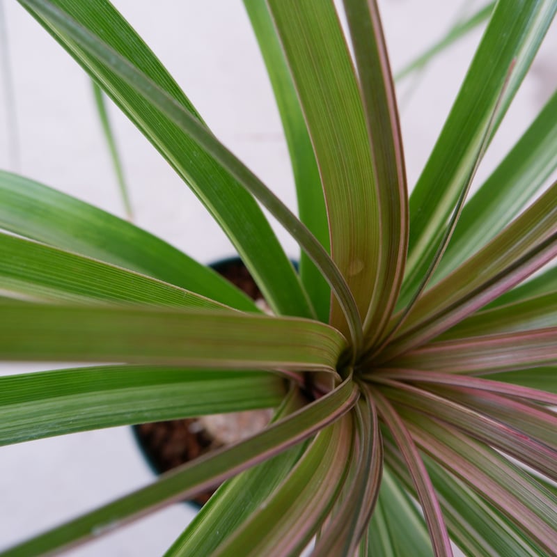 希少】斑入り トックリラン ノリナ | Sunny Branch