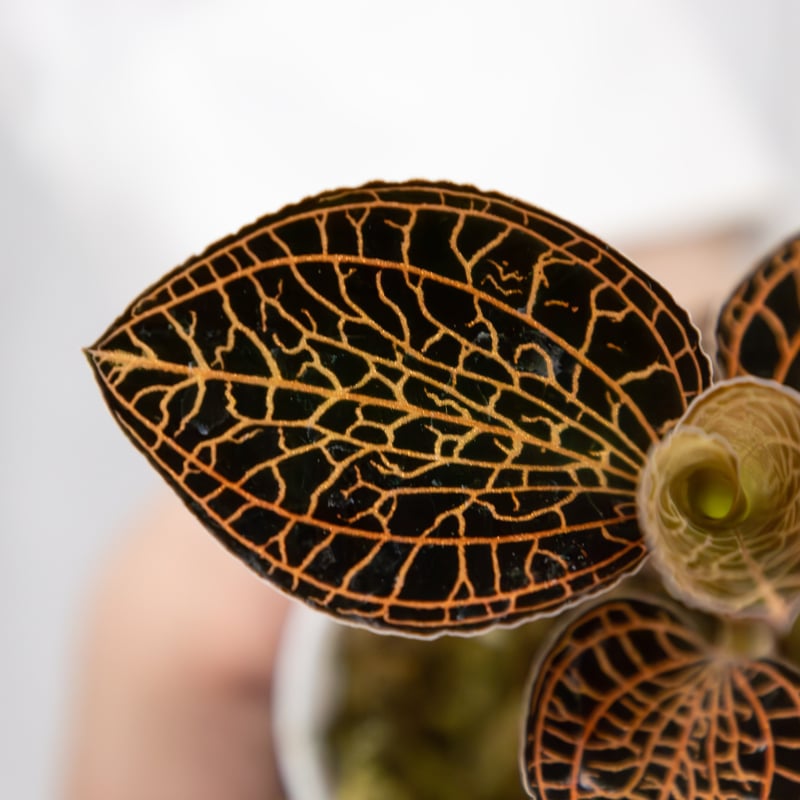 鉢物「ジュエルオーキッドセット」 | tokyo_shokubutsu_zufu