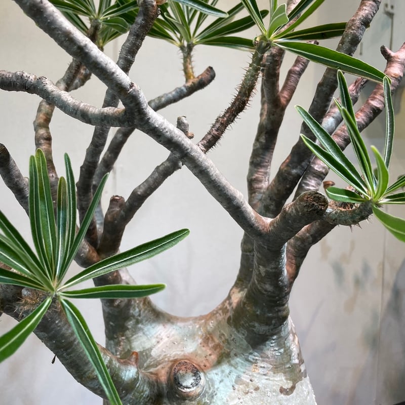 パキポディウム グラキリス 大株 | R_Plants.ONLINE