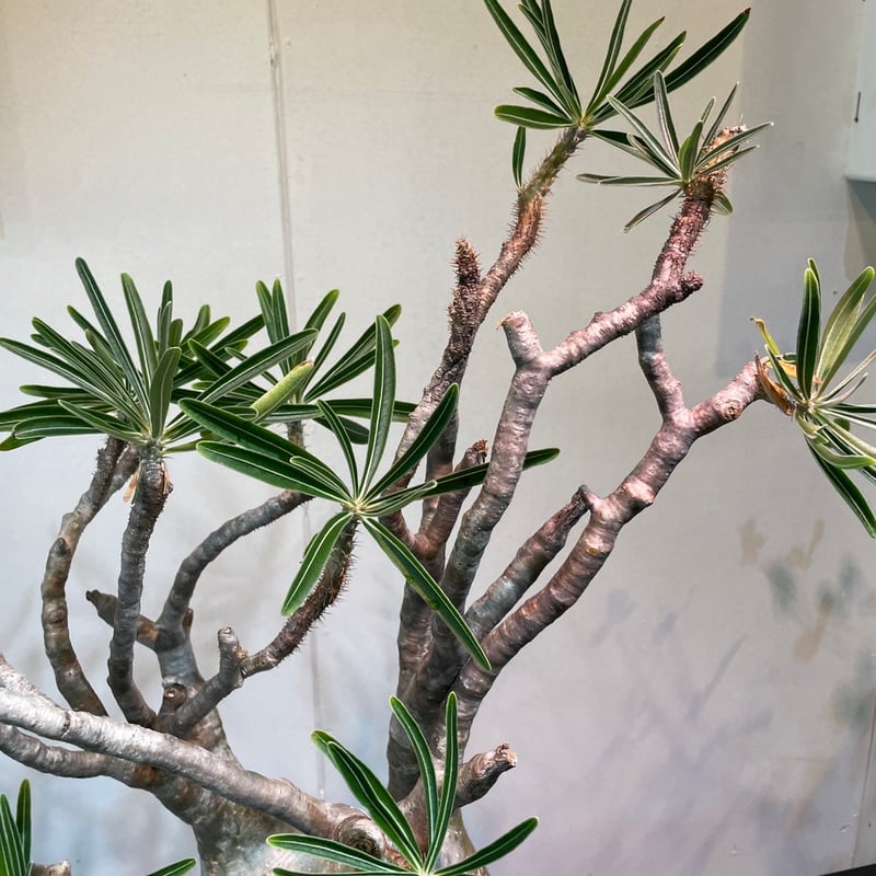 パキポディウム グラキリス 大株 | R_Plants.ONLINE