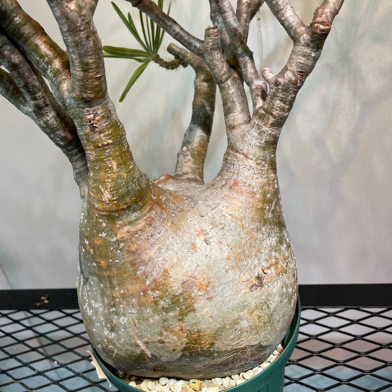 パキポディウム グラキリス 大株 | R_Plants.ONLINE