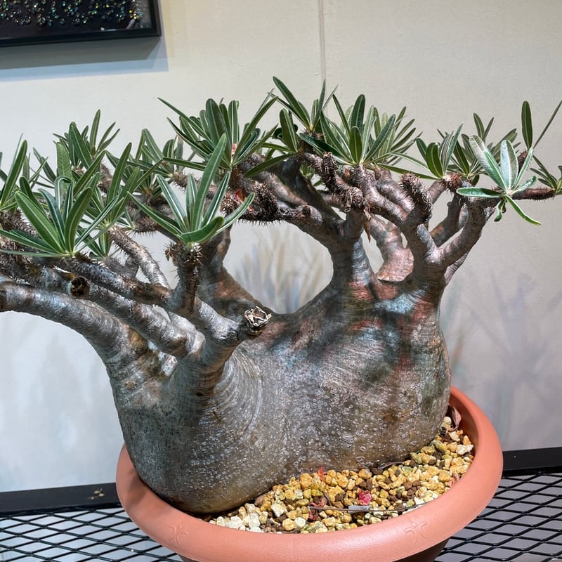 パキポディウム グラキリス 多頭特大株 | R_Plants.ONLINE