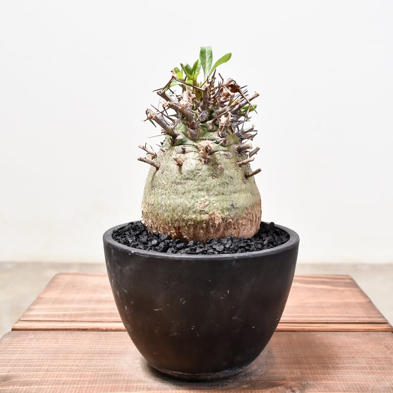 フォークイエリア コルムナリス 