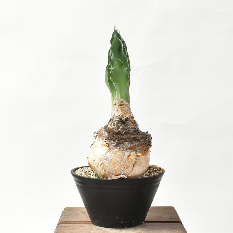 ブーファン ハエマンソイデス 