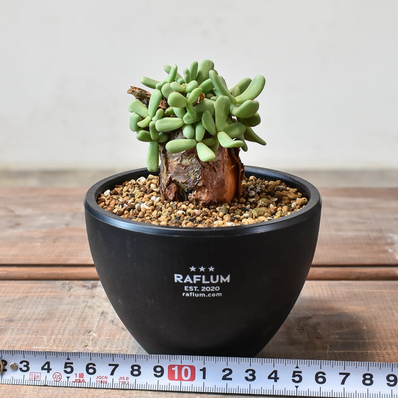 ケラリア ピグマエア 【発根済】K | RAFLUM / ラフラム｜東京、大阪の